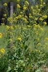 Brassica rapa Linnaeus