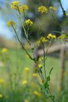 Brassica rapa Linnaeus