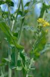 Brassica rapa Linnaeus
