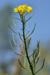 Brassica rapa Linnaeus