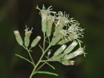 Brickellia eupatorioides (L.) Shinners