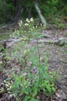 Brickellia eupatorioides (L.) Shinners
