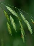 Bromus catharticus Vahl var. catharticus