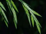Bromus catharticus Vahl var. catharticus