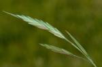 Bromus catharticus Vahl var. catharticus