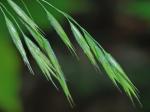 Bromus ciliatus L.