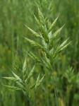 Bromus hordeaceus L. ssp. hordeaceus
