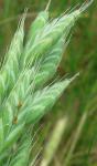 Bromus hordeaceus L. ssp. hordeaceus