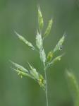 Bromus hordeaceus L. ssp. hordeaceus