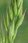 Bromus hordeaceus L. ssp. hordeaceus