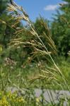 Bromus inermis Leyss.
