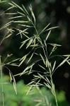 Bromus inermis Leyss.