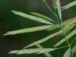 Bromus inermis Leyss.