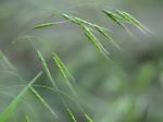 Bromus japonicus Thunb. ex Murr.