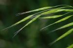 Bromus japonicus Thunb. ex Murr.