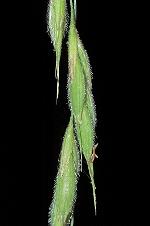 Bromus pubescens Sprengel