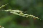 Bromus pubescens Sprengel