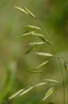 Bromus racemosus L.