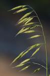 Bromus racemosus L.