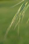 Bromus rigidus Roth