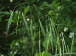 Bromus sterilis L.