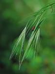 Bromus sterilis L.