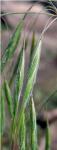 Bromus tectorum L.
