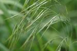 Bromus tectorum L.