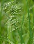 Bromus tectorum L.