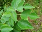 Broussonetia papyrifera (L.) L'Her. ex Vent.