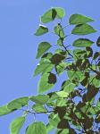 Broussonetia papyrifera (L.) L'Her. ex Vent.