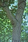 Broussonetia papyrifera (L.) L'Her. ex Vent.