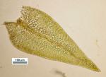 Bryhnia graminicolor (Brid.) Grout