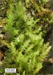 Bryhnia graminicolor (Brid.) Grout
