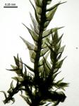 Bryhnia graminicolor (Brid.) Grout