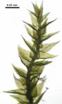 Bryhnia graminicolor (Brid.) Grout
