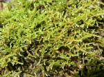 Bryhnia novae-angliae (Sull. & Lesq.) Grout
