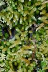 Bryoandersonia illecebra (Hedw.) H. Rob.