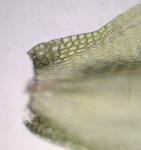 Bryoandersonia illecebra (Hedw.) H. Rob.