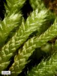 Bryoandersonia illecebra (Hedw.) H. Rob.