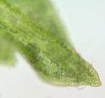 Bryoerythrophyllum ferruginascens (Stirt.) Giacom.