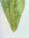 Bryoerythrophyllum ferruginascens (Stirt.) Giacom.