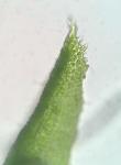 Bryoerythrophyllum recurvirostrum (Hedw.) P. C. Chen