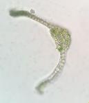 Bryoerythrophyllum recurvirostrum (Hedw.) P. C. Chen