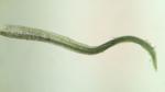 Bryoerythrophyllum recurvirostrum (Hedw.) P. C. Chen