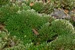 Bryum argenteum Hedwig var. argenteum