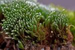 Bryum argenteum Hedwig var. argenteum