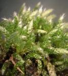 Bryum argenteum Hedwig var. argenteum