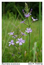 Buchnera americana L.