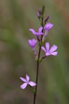 Buchnera americana L.
